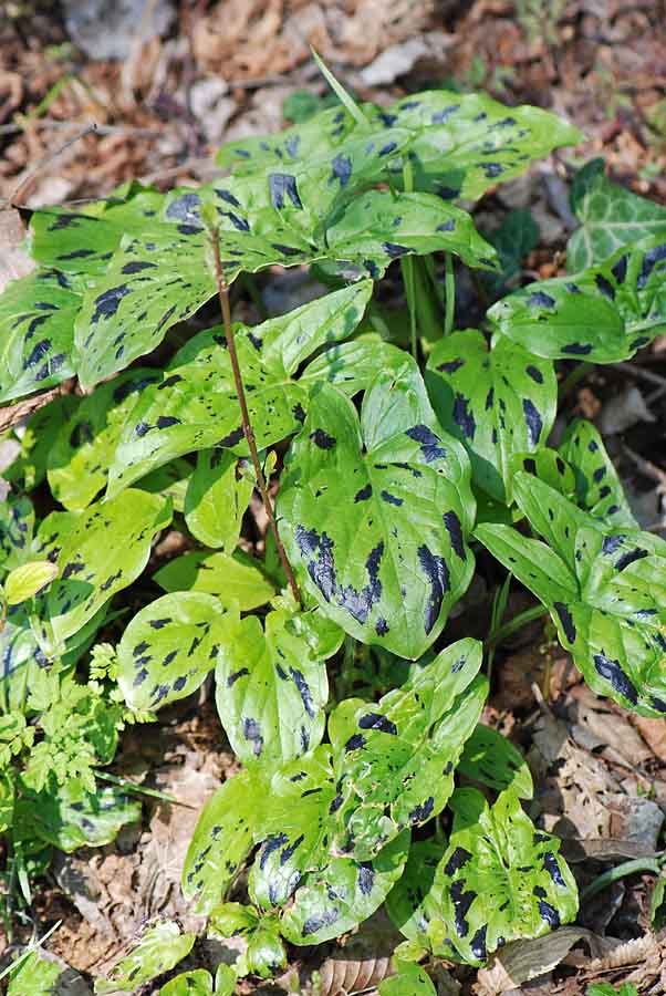 Arum maculatum